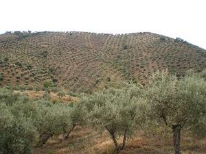 Sierra.pozoblanco.JPG