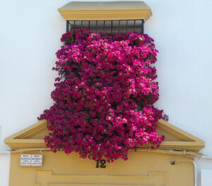 Isabel 12e.jpg