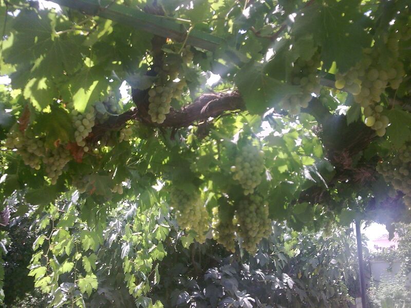 Archivo:Parra con uvas baladi .jpg
