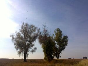 Molino de las Florentinas3.JPG