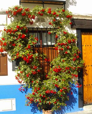 Postrera 2011.JPG