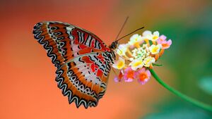 Mariposa 3.jpg