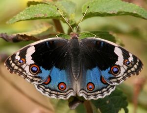 Mariposa azul.jpg