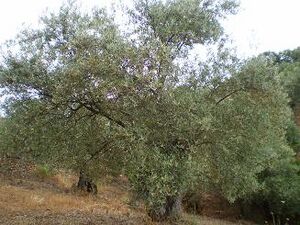 Olivo.pozoblanco.JPG