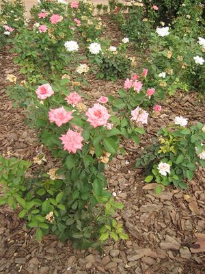 Rosa(2).jpg