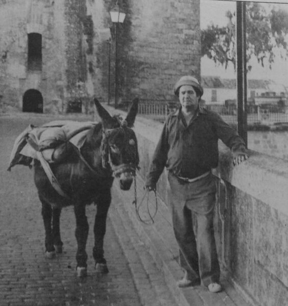 Archivo:Piconero.jpg