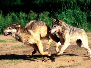 Lobos.jpg