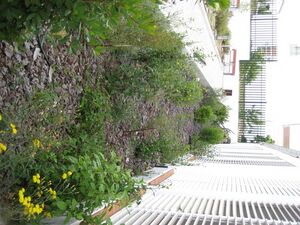 JardínMediterráneoCardeña3.jpg
