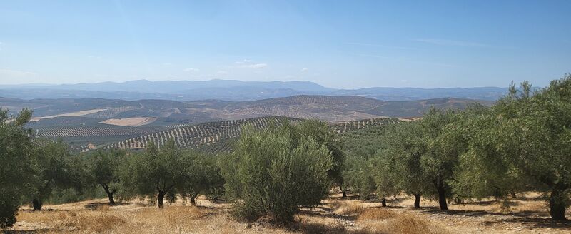 Archivo:Torreparedones. Vistas del Olivar.jpg
