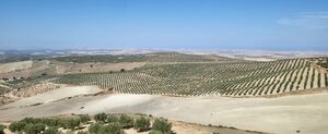 Torreparedones. Vistas del Olivar 2.jpg