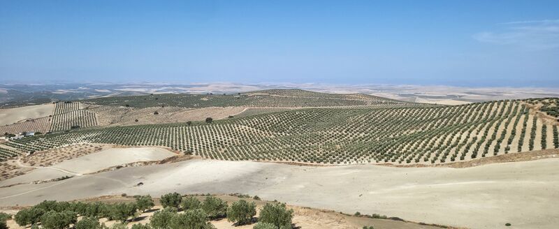 Archivo:Torreparedones. Vistas del Olivar 2.jpg