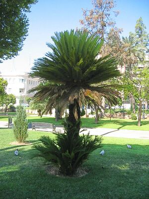 PalmaSagu(2).jpg
