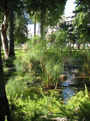Papiro(2).jpg