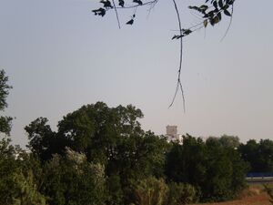 P6020067-1-.JPG
