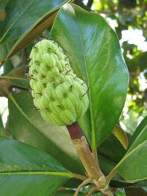 Magnolio(3).jpg