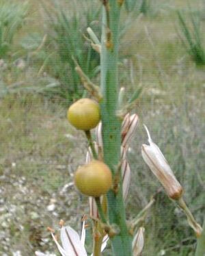 Asphodelus albus fruto.jpg