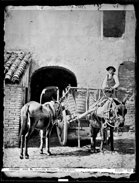 Archivo:Carro de mulas en la ciudad de Córdoba (1860).jpg