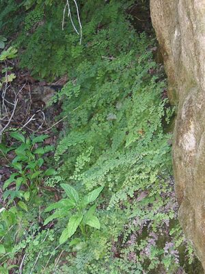 Culantrillo(1).jpg