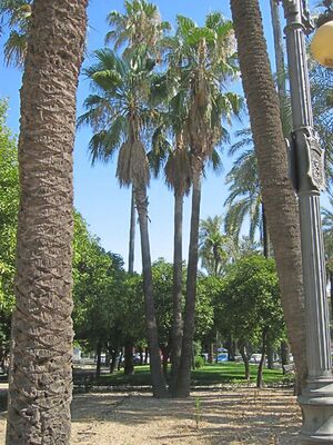 Washingtonia(2).jpg