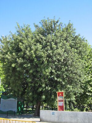 Algarrobo(1).jpg
