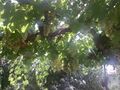 uva Baladí