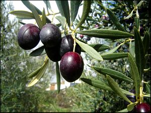 Aceitunas.jpg