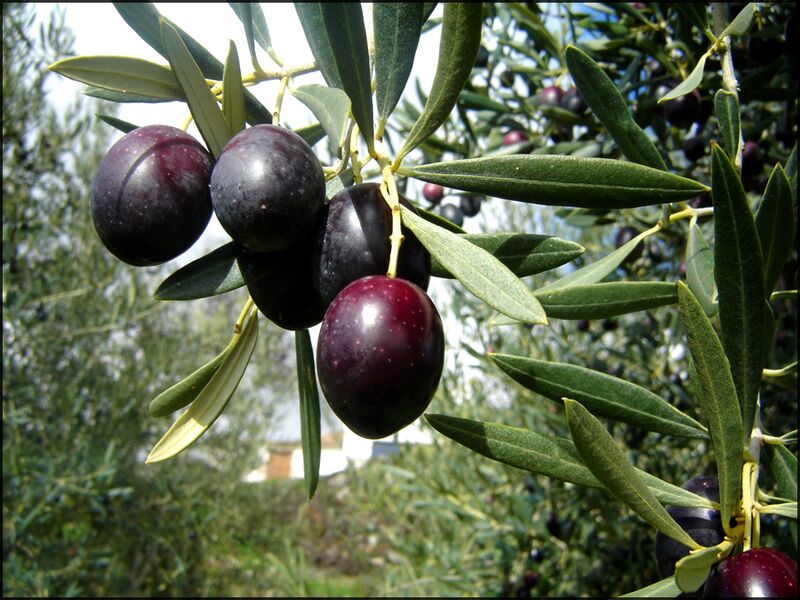 Archivo:Aceitunas.jpg