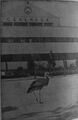 La famosa Curra año 1959.