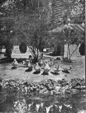 "Los patos" en los Jardines de la Agricultura (1925).png