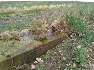 FuentesSesmosII 2.JPG