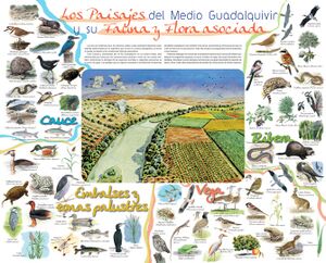 FOLLETOMEDIOGUADAL-001 (Large).jpg