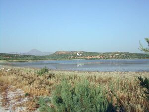 Laguna del Salobral 4.jpg