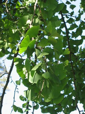 Ginkgo(3).jpg