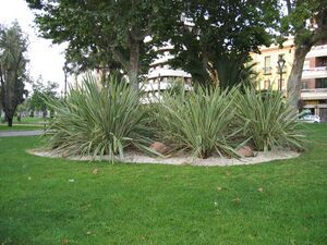 Dracena(2).jpg