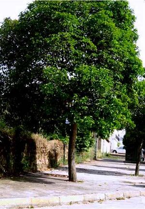 Celtis australis.jpg