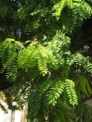 Acacia(2).jpg