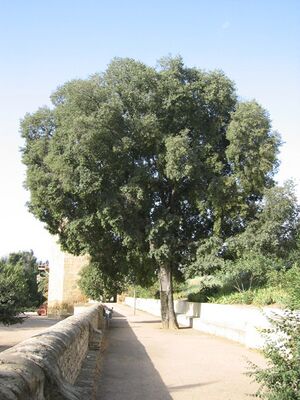 Almez(5).jpg