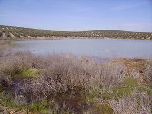 Laguna de la quinta.JPG