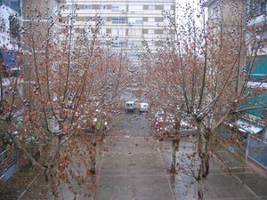 PlatanoSombra(3).jpg
