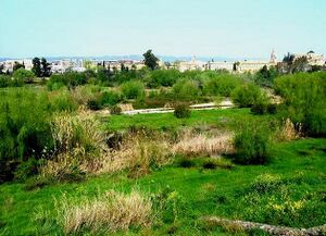 Sotos de la Albolafia (2000s).jpg