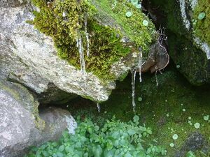 Musgo e Hielo.jpg