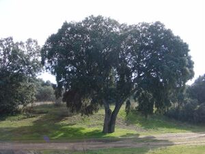 Encina.jpg