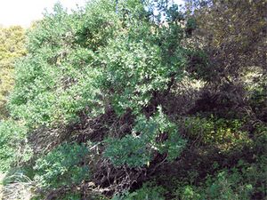 Foto9.jpg
