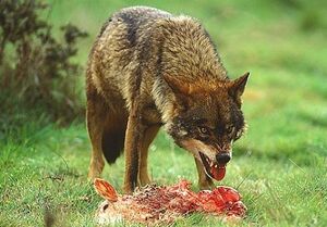 Lobo-iberico.jpg