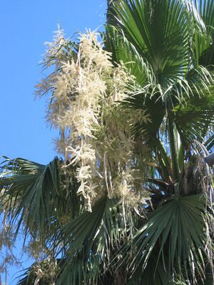 Washingtonia(4).jpg