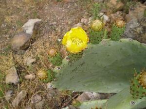 Chumba.flor2.pozoblanco.JPG