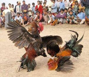 Gallos.jpg