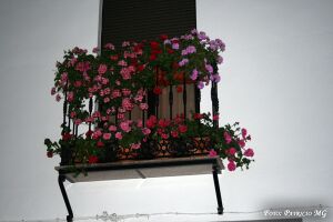 Cruces 2008 077.jpg
