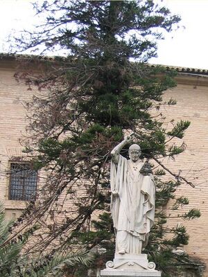 Araucaria(3).jpg