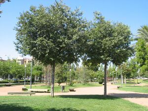 Almez(3).jpg